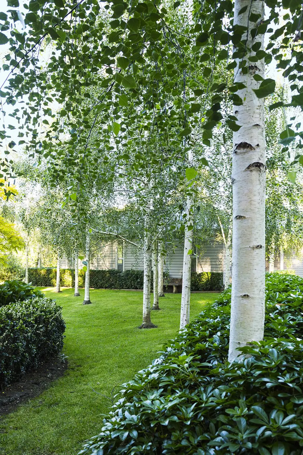 Betula and Choisya ternata