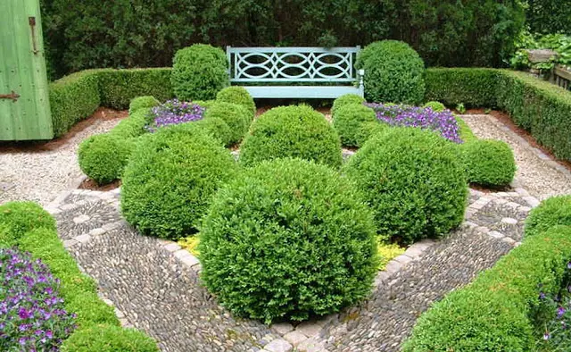 Buxus topiary balls