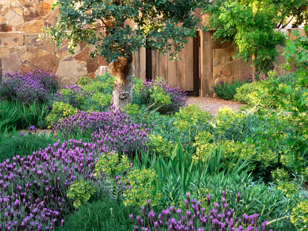 Quercus, Lavender, and Euphorbia garden