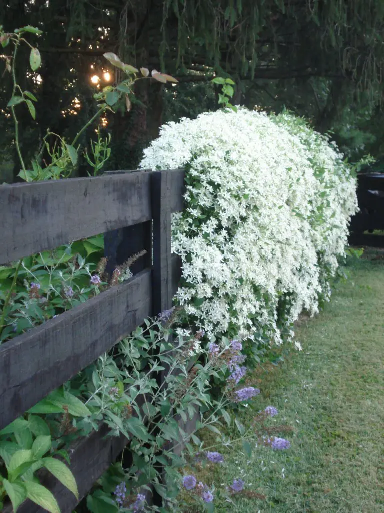 Clematis and Buddleja on a fence