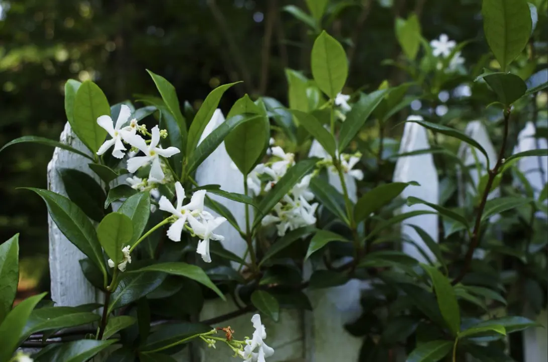 Star Jasmine growing on a fence