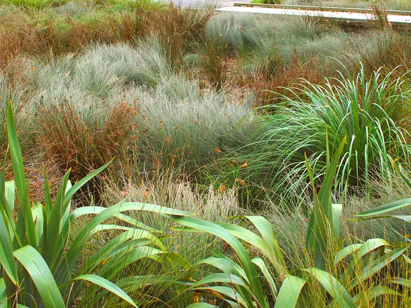 Wetland planting with grasses