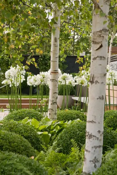 Betula, Buxus, and Agapathus