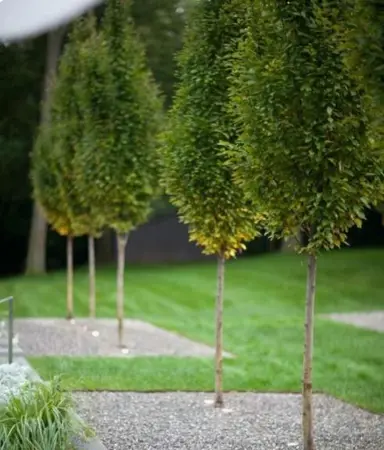 Carpinus in the modern garden