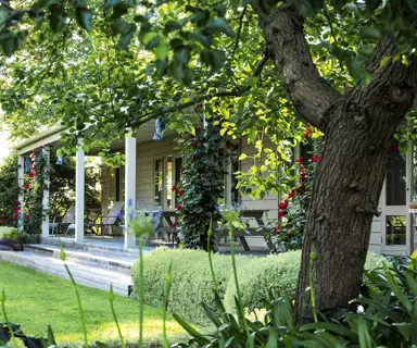 Climbing roses on the verandah