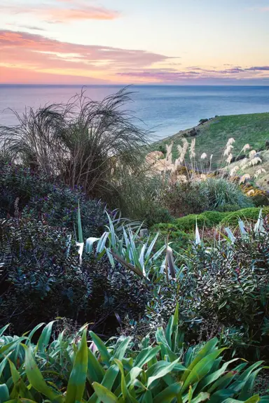 Coastal garden with Hebe, Astelia, and Renga Renga Lillies