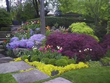 Colourful planting with tulips