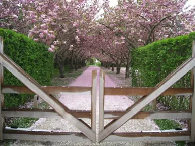 Flowering cherries lining an entrance
