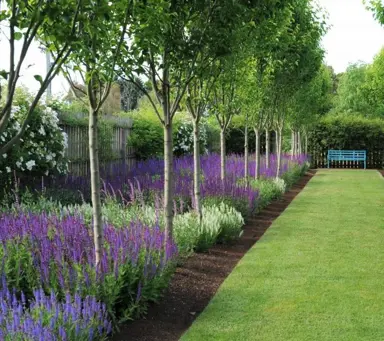 Formal garden with Salvia