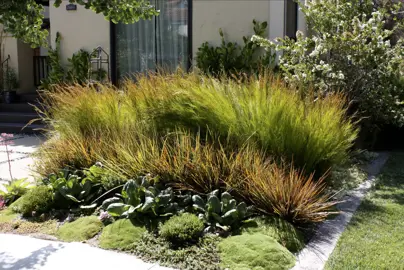 Front garden with grasses and Bergenia