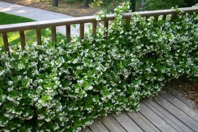 Jasmine growing on a balustrade