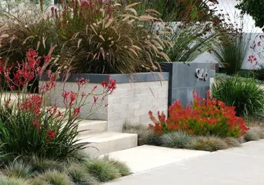 Kangaroo paws bordering an entrance