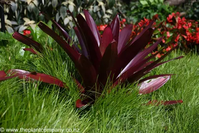 Vriesea and Lomandra