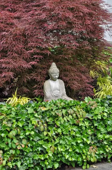 Maples and Ivy in a border