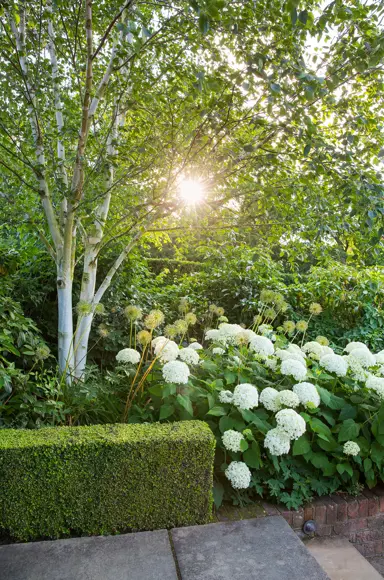 Shade from a birch tree and hydrangeas