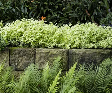 Tiered planting on a bank