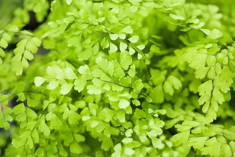 Buy Adiantum raddianum 'Lime Green' | Free Freight Over $150