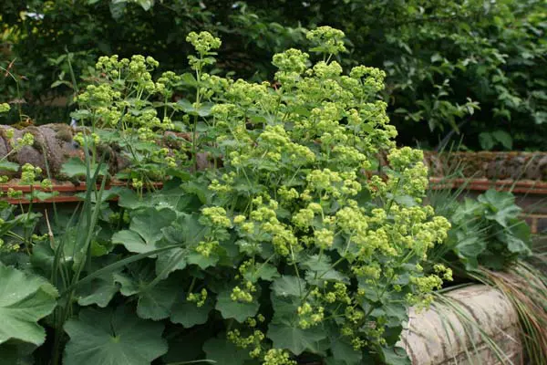 Alchemilla mollis | Free Freight Option