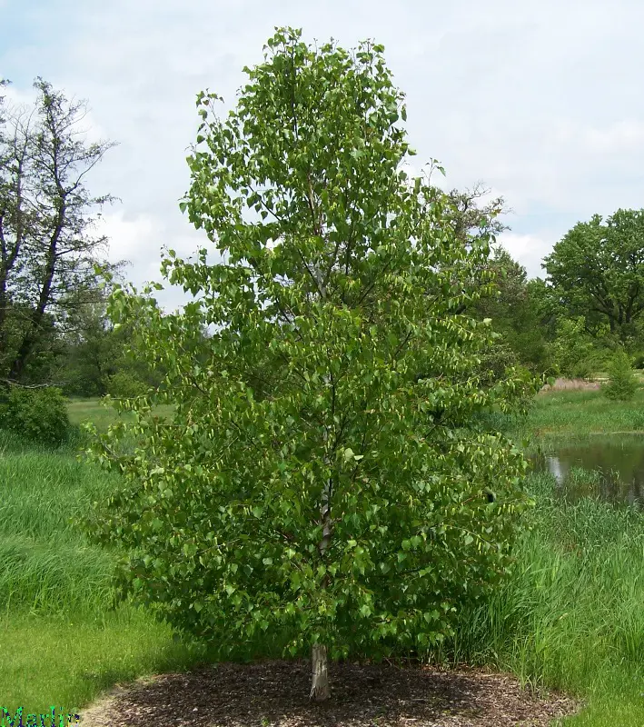 Betula platyphylla Japonica | Free Freight Option