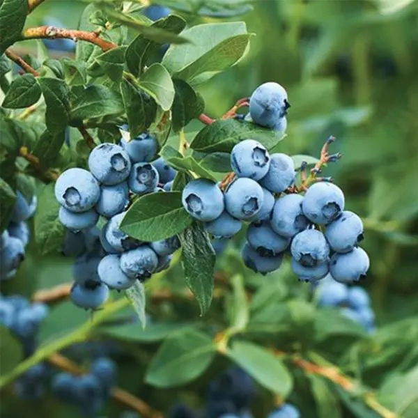 Blueberry Tasty Blue | Free Freight Option