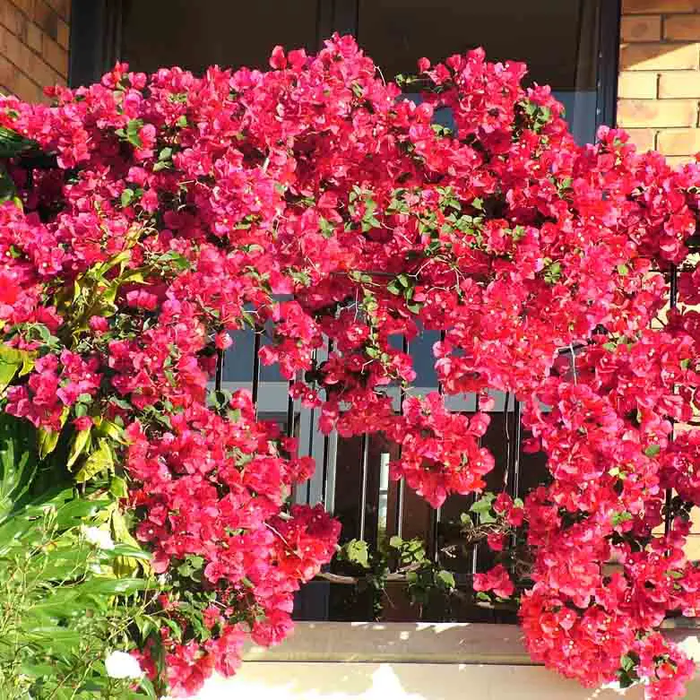 Bougainvillea Scarlet OHara | Free Freight Option