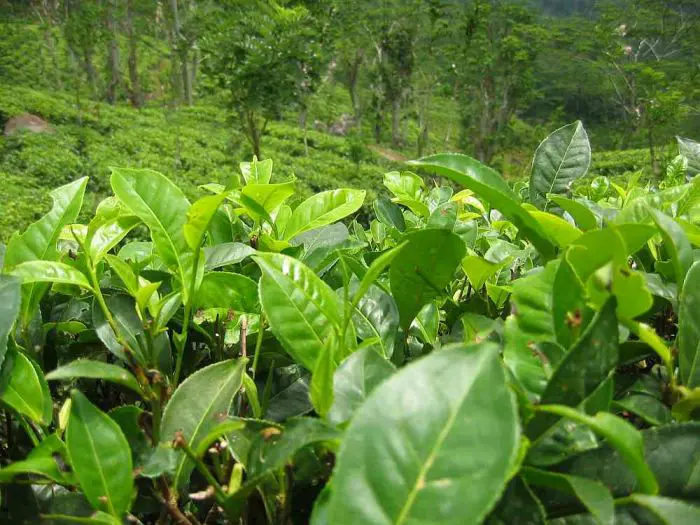 Camellia sinensis - Tea Plants | Free Freight Option