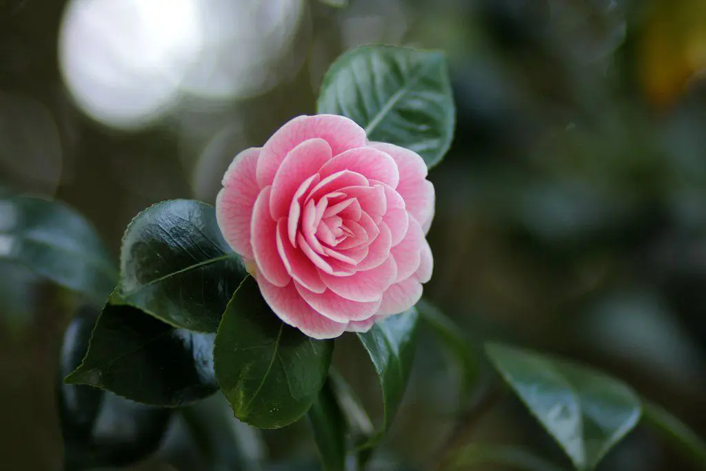 Camellia Willamina | Free Freight Option