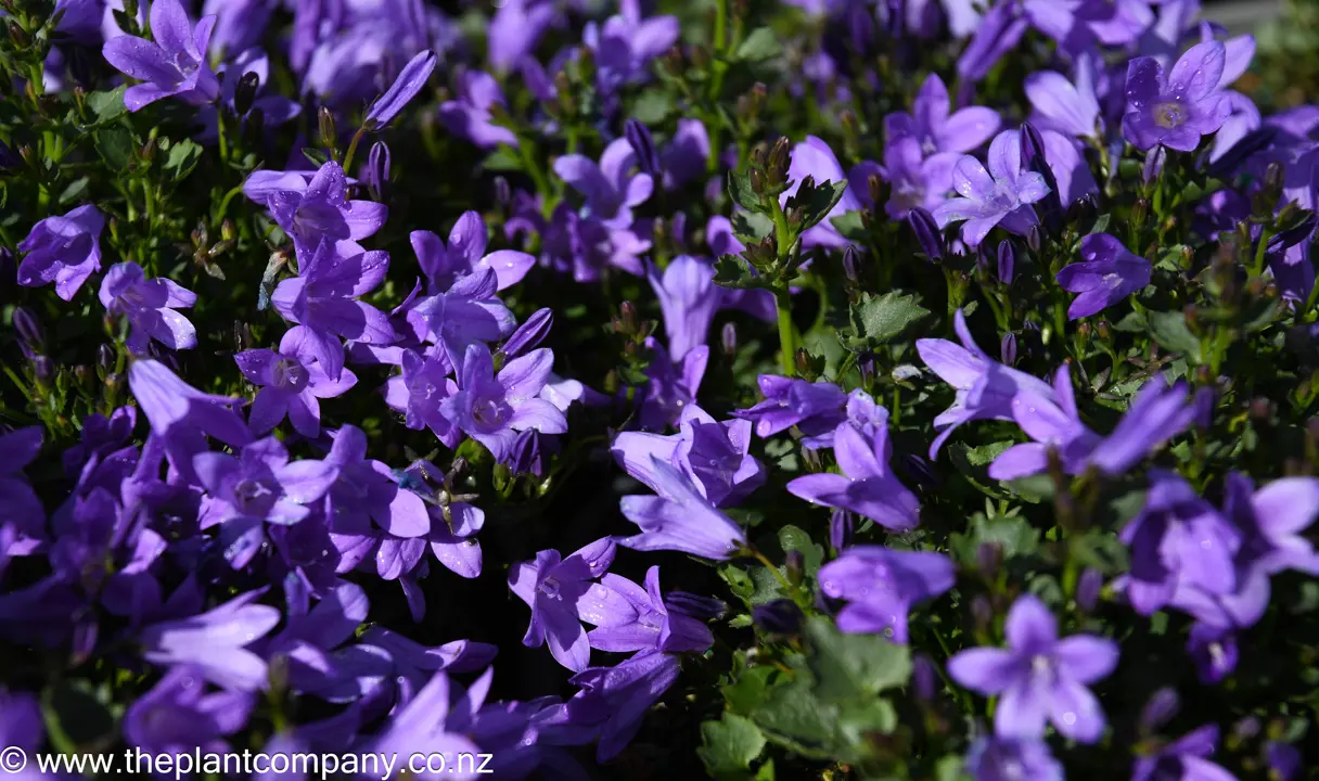 Campanula Resholdt's Variety | Free Freight Option