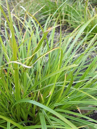 Carex lessoniana | Free Freight Option