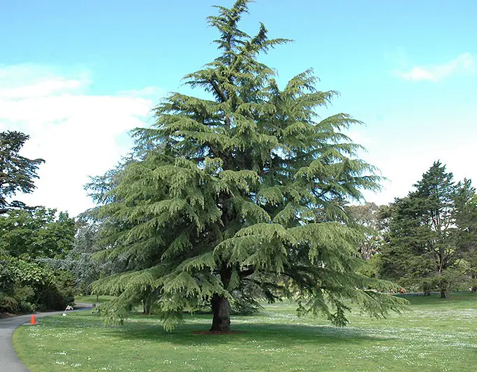 Cedrus deodara - Deodar Cedar | Free Freight Option