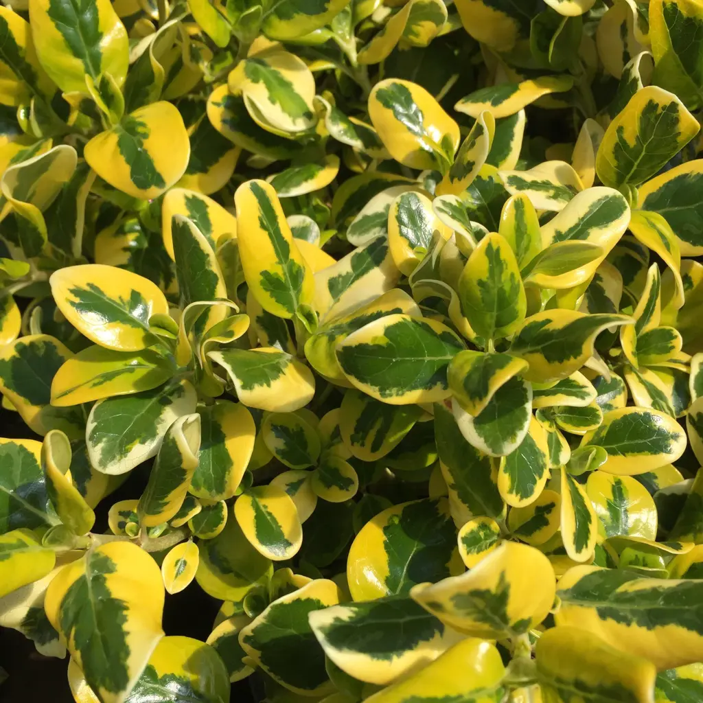 Coprosma Green and Gold | Free Freight Option