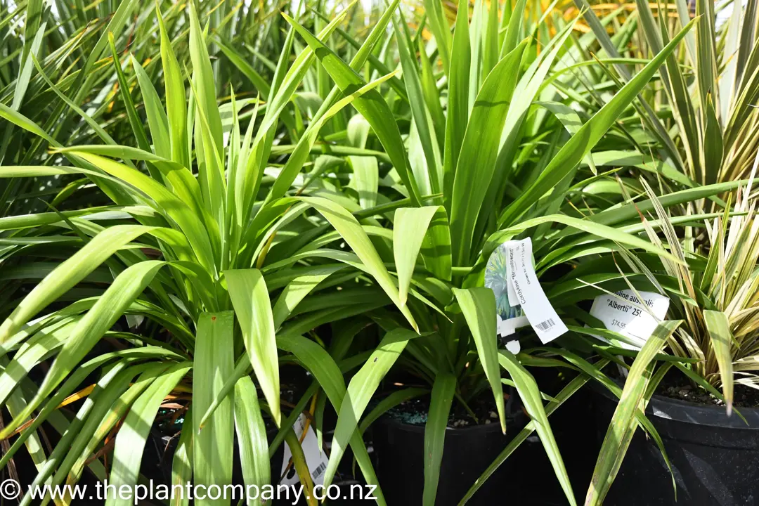 Cordyline Broadsword | Free Freight Option