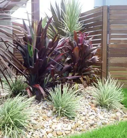 Cordyline Negra | Free Freight Option