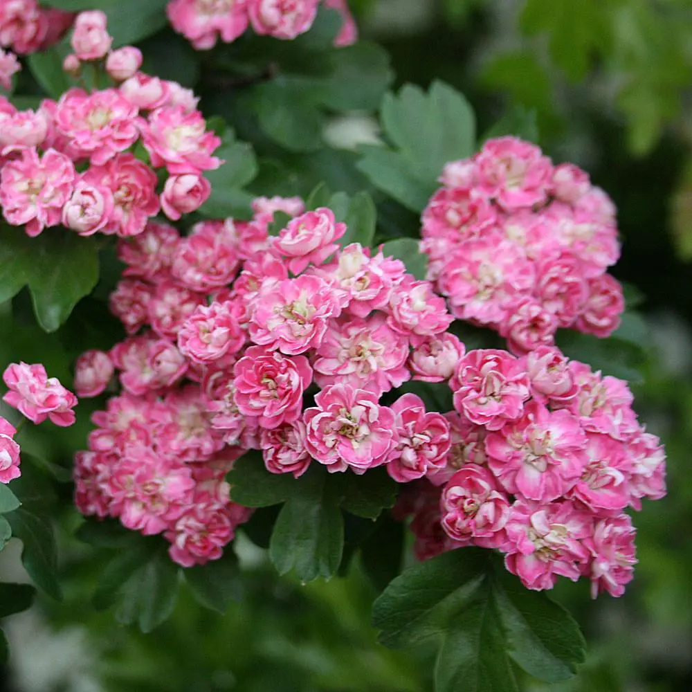 Crataegus Laevigata Rosea Flore Pleno 