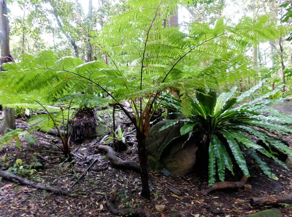 Buy Cyathea australis Online | Tree Fern