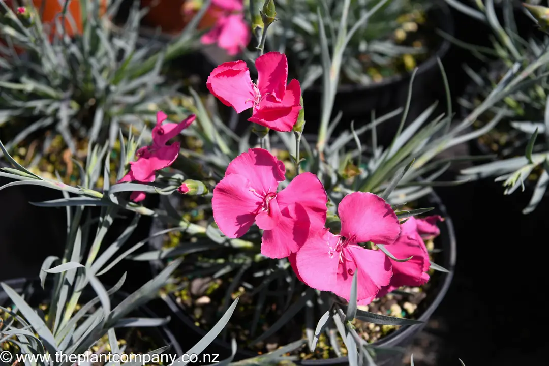 dianthus-cross-over--1