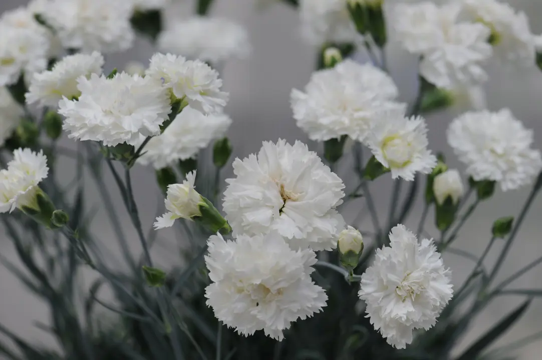 dianthus-memories-