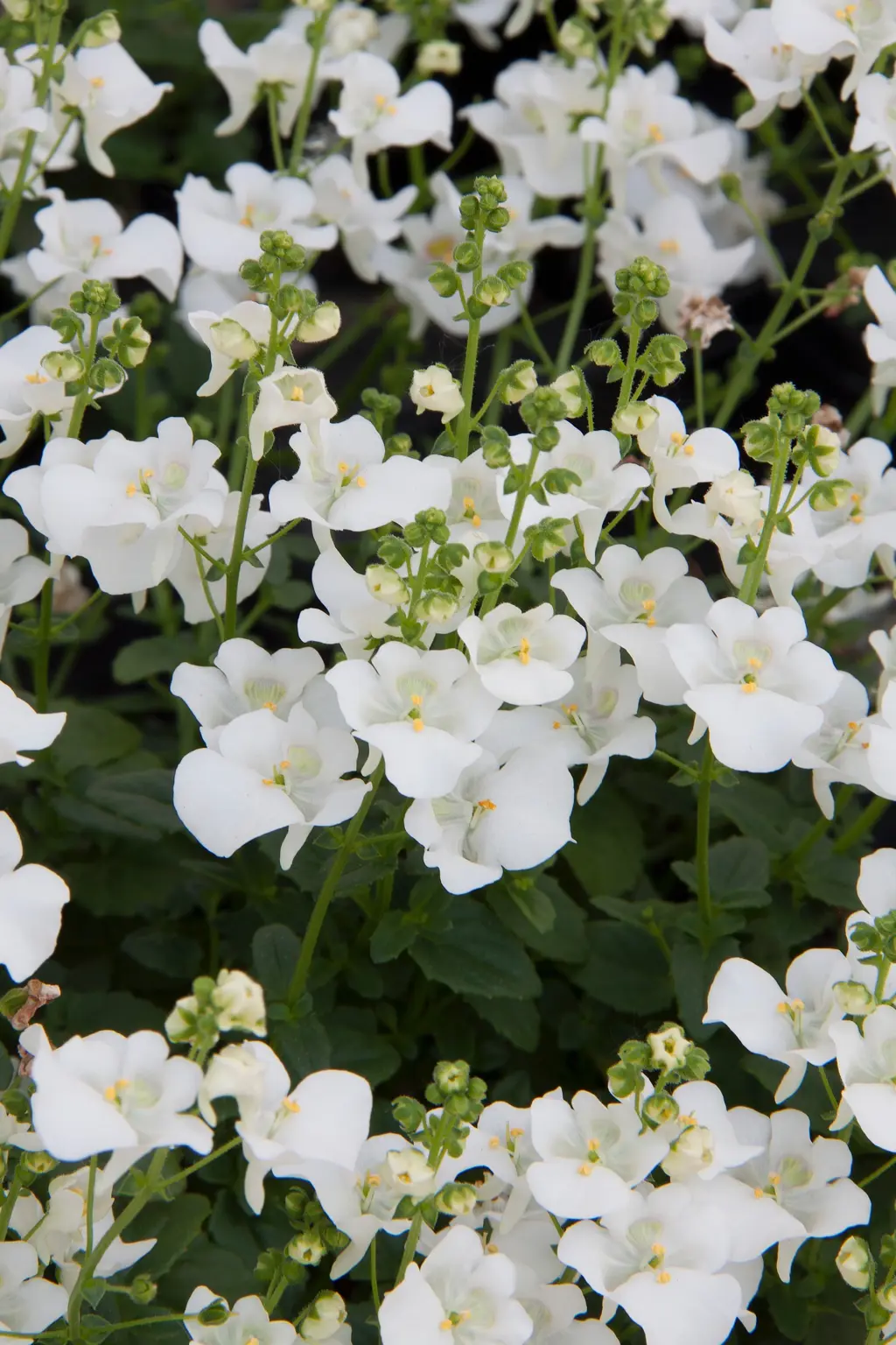 Diascia Genta White | Free Freight Option