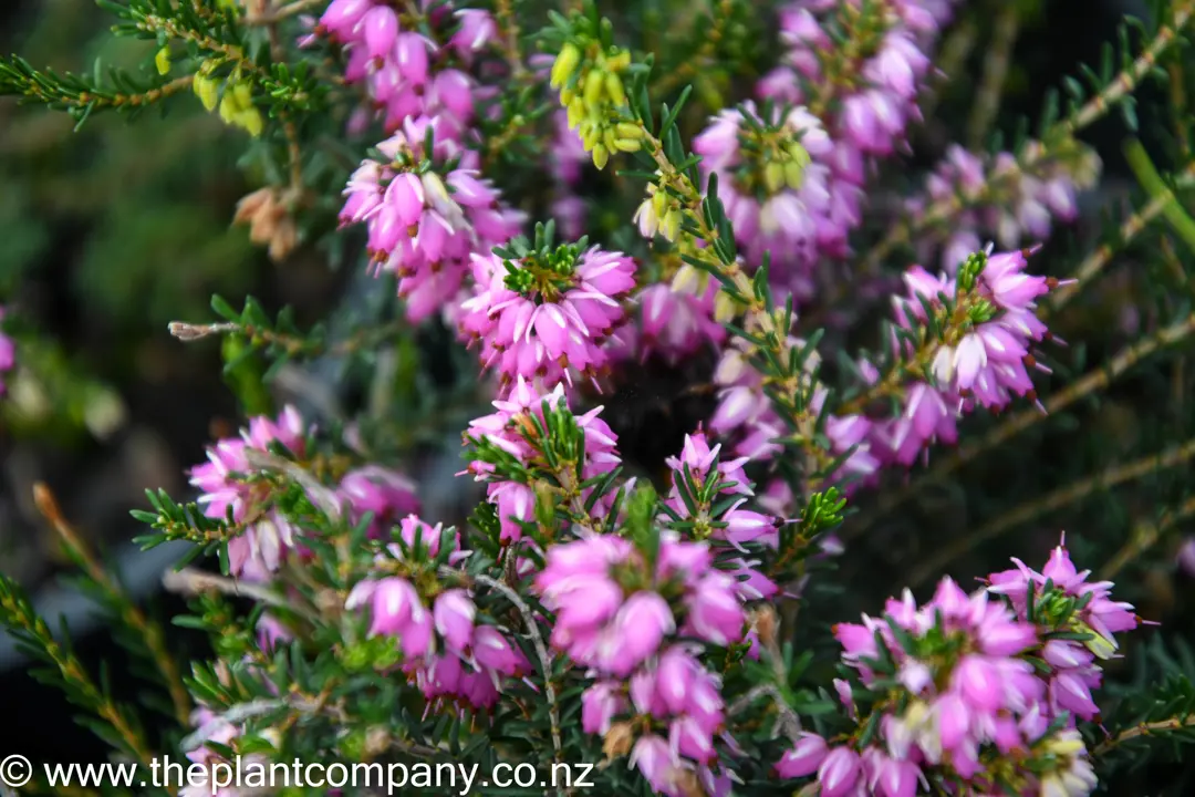 Erica carnea Springwood Pink | Free Freight Option