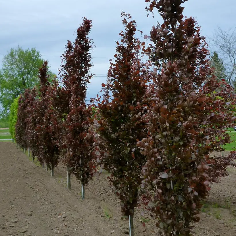 Fagus Sylvatica Dawyck Purple Free Freight Option