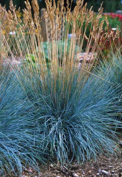 Festuca Banks Peninsula Blue | Free Freight Option