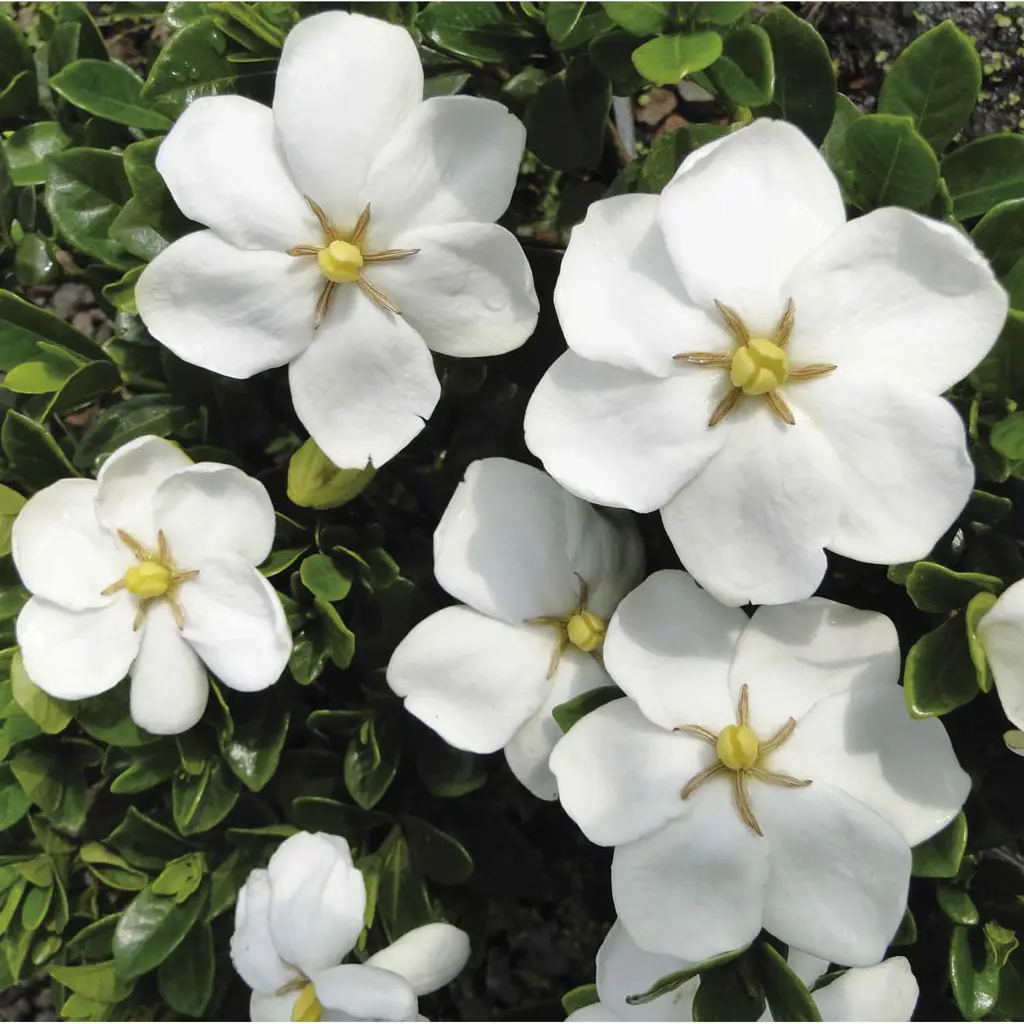 Gardenia Fragrant Star | Free Freight Option