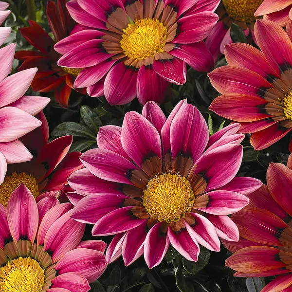 Gazania Kiss Rose | Free Freight Option