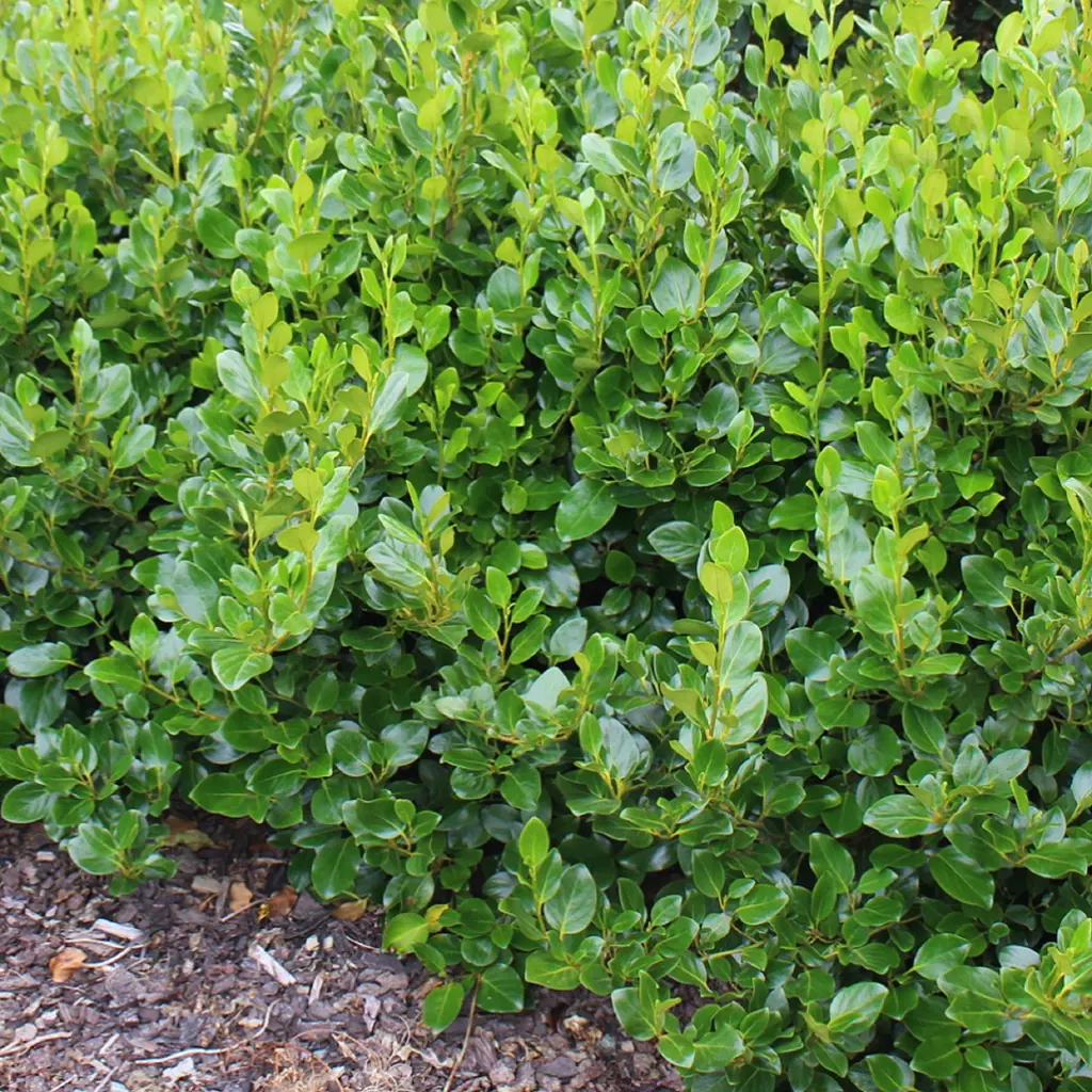 Griselinia Ardmore Emerald | Free Freight Option