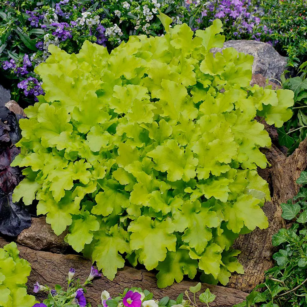 Heuchera Lime Marmalade | Free Freight Option