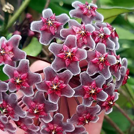 Hoya pubicalyx Red Button | Free Freight Option