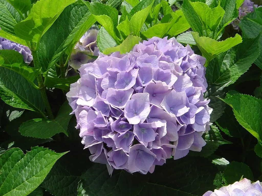 Hydrangea Viking | Free Freight Option