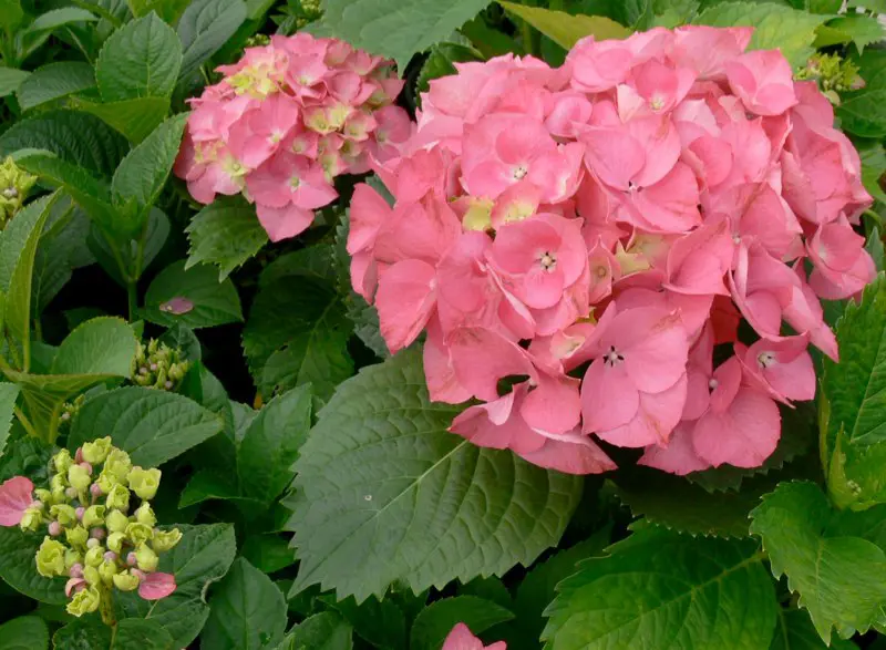 Hydrangea Pink Bouquet | Free Freight Option