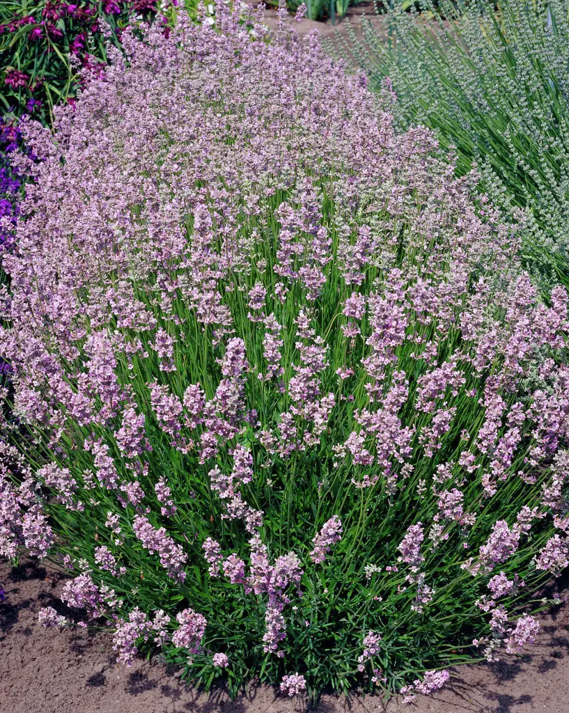 Lavandula angustifolia Rosea | Free Freight Option