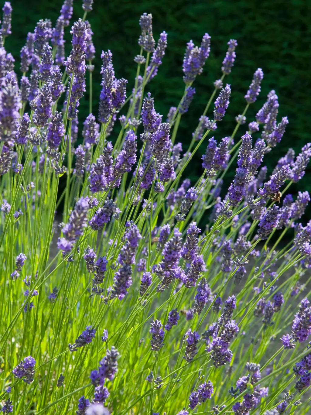 Lavender Impress Purple | Free Freight Option